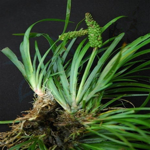 植物提取物-廠家優(yōu)質(zhì)供應石菖蒲提取物10:1,20:1-植物提取物盡在阿里巴巴-.