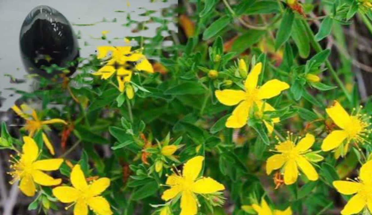 貫葉連翹提取物金絲桃素獸用,畜禽清瘟敗毒散抗病毒瀉火清熱